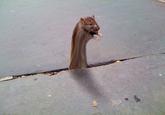 Sad Rat
