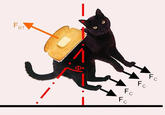 Gravity Cat