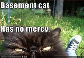 Basement Cat