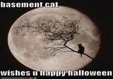 Basement Cat