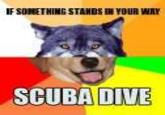 Combo Dog