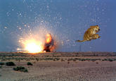 Weezer Raditude Dog 