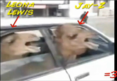 Two Camels in a Tiny Car