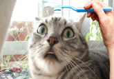 Brushie Brushie Brushie