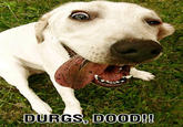 Dorgas