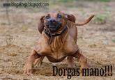 Dorgas