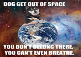 Cool Dog