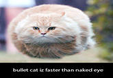 Bullet Cat