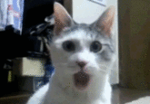 OMG Cat
