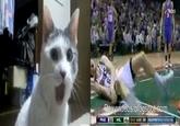 OMG Cat