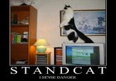 Standing Cat