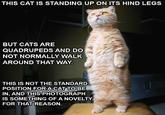 Standing Cat