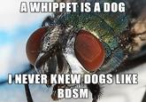 fetish fly