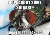 fetish fly