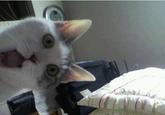 OMG Cat