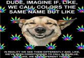Stoner Dog