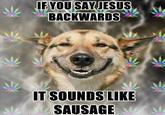 Stoner Dog