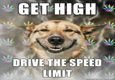 Stoner Dog