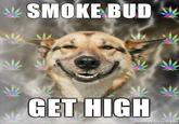Stoner Dog