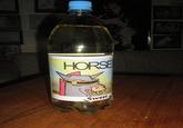 Amazing Horse