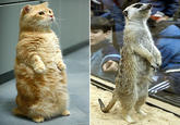 Standing Cat