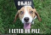 OH HAI