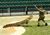 Steve Irwin/Stingrays