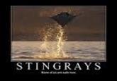 Steve Irwin/Stingrays