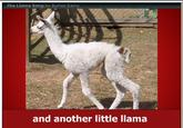 The Llama Song