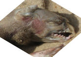 Montauk Monster