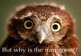 Why is the Rum Gone?