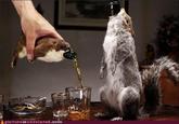 Boozecats
