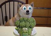 Broccoli Dog