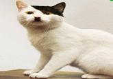 Kitler