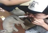 kitten huffing