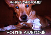 Who's Awesome? You're Awesome! / Sos Groso, Sabelo!