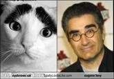 Eyebrow Cat