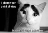 Eyebrow Cat