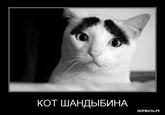 Eyebrow Cat (眉毛猫)