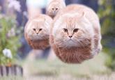 Bullet Cat