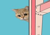 Starecat / Grafics Cat