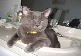 Happy Cat