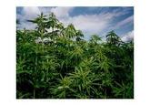 Hemp