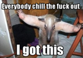 I'm an Anteater!!!