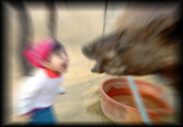 Girl Yelling at Yak