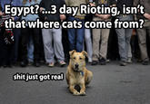 Riot Dog