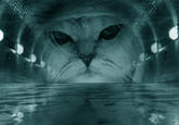 Limecat