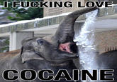 I Fucking Love Cocaine / Cocaine Bear
