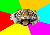 Time of the Month Tiger