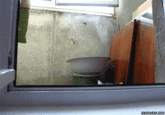 Inception Cat